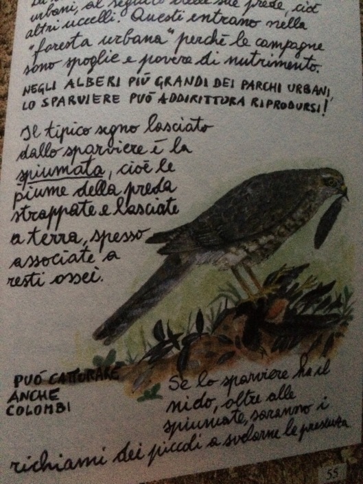 - from Mauro Caldana's Le scarpe degli animali, Edizioni Biblioteca dell'Immagine, 2015